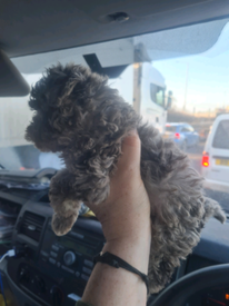 miniature poodle gumtree